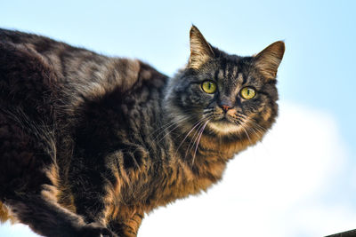 Close-up portrait of a cat