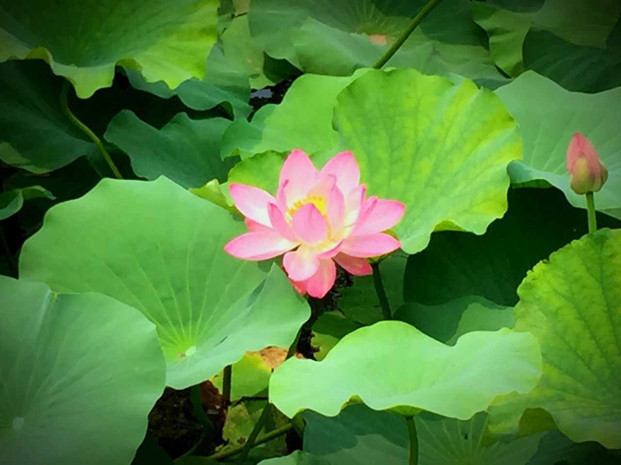 flower, leaf, petal, growth, freshness, fragility, beauty in nature, flower head, plant, nature, pink color, green color, blooming, close-up, in bloom, day, high angle view, outdoors, park - man made space, no people