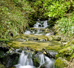 Scenic view of waterfall in forest