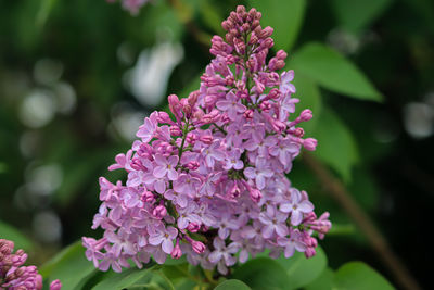 Close-up of pink flowering plant