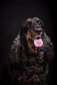 Portrait of dog against black background