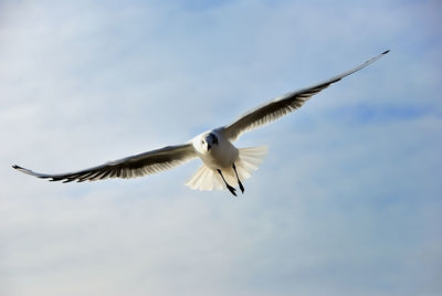 Low angle view of bird flying in sky