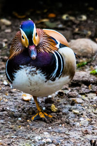 Close-up of mandarin duck