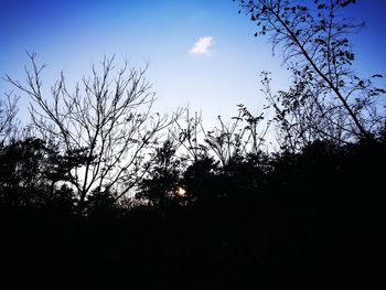 Low angle view of silhouette trees against sky during sunset