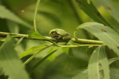 Close-up of green lizard on plant