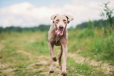 Portrait of dog running on field
