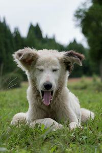 Portrait of dog on field