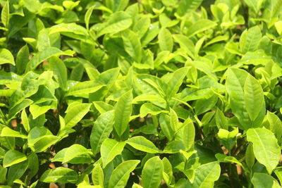 Full frame shot of tea  plants growing on field