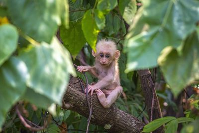 Monkey in a tree