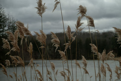 Close-up of stalks against the sky