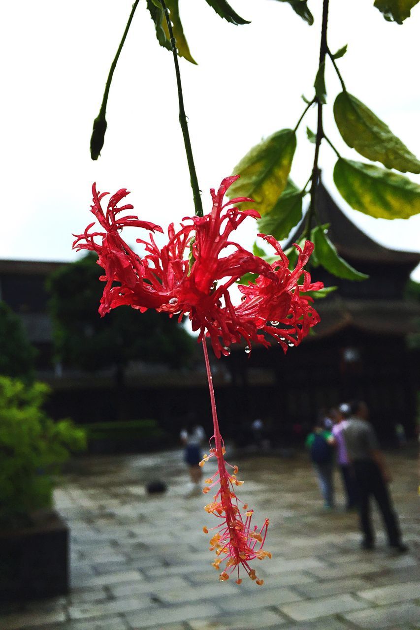 red, flower, freshness, tree, growth, leaf, nature, branch, beauty in nature, clear sky, fragility, season, day, plant, focus on foreground, outdoors, close-up, blossom, sunlight, petal