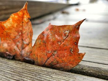 Close-up of autumn leaves