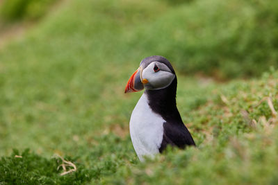 Fratercula puffin in saltee island ireland. in the process of migration 