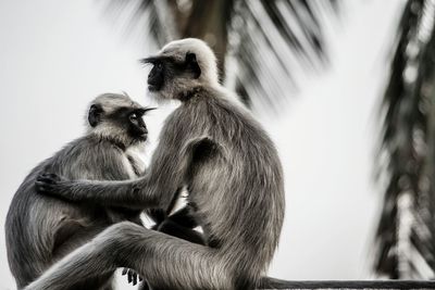 Close-up of two langurs