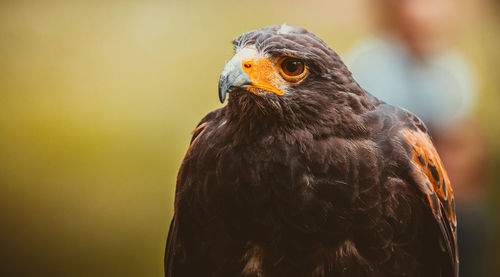 Close-up portrait of eagle