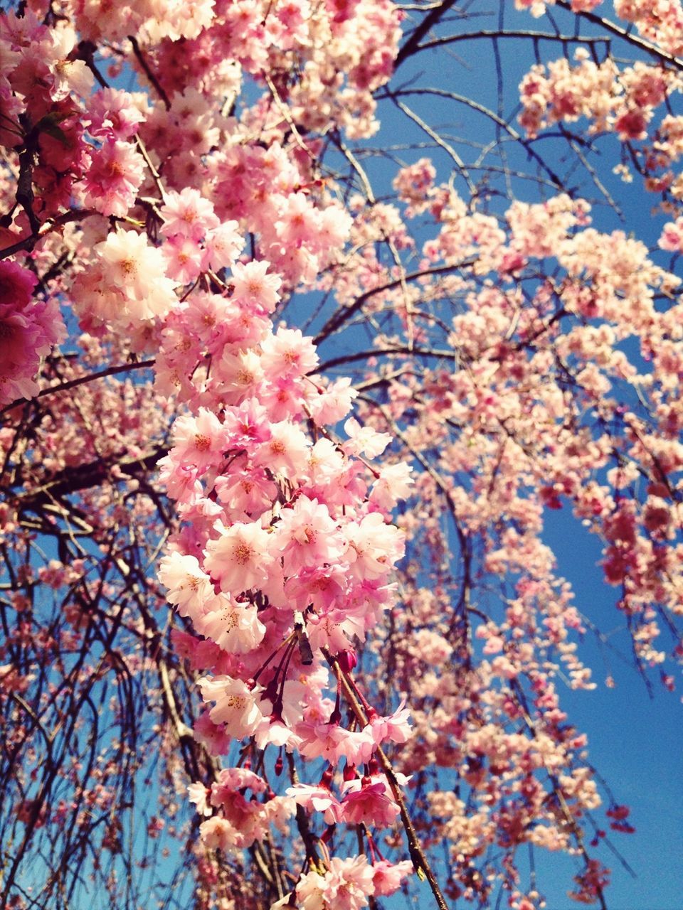 branch, flower, tree, low angle view, growth, freshness, blossom, beauty in nature, pink color, cherry blossom, nature, cherry tree, fragility, springtime, in bloom, season, pink, day, sky, autumn