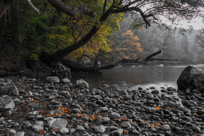 Scenic view of river by rocks