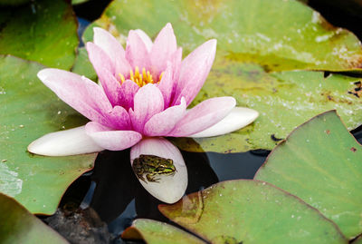 High angle view of frog on pink water lily in pond