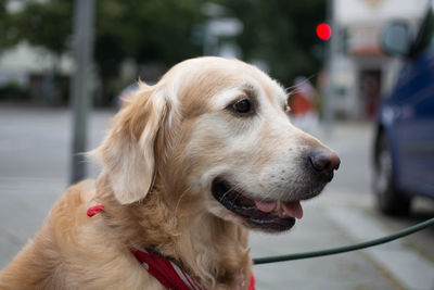 Close-up of dog