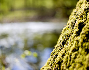 Close-up of moss growing on tree trunk