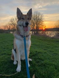 Dog on field during sunset