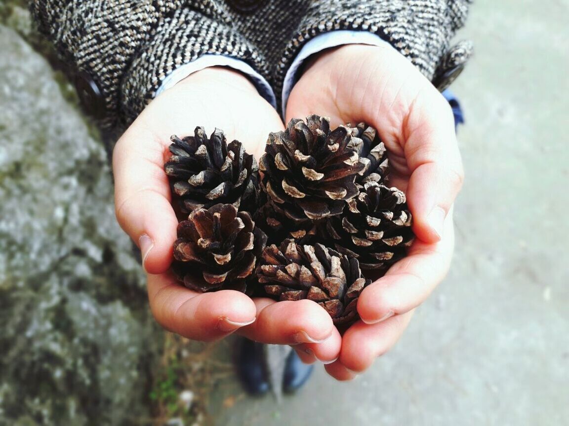 hand, human hand, holding, one person, human body part, real people, high angle view, hands cupped, day, lifestyles, close-up, food and drink, body part, focus on foreground, leisure activity, nature, unrecognizable person, pine cone, food, outdoors, finger