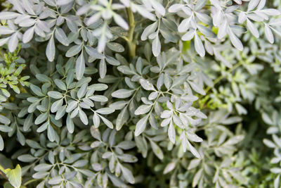 Full frame shot of white flowering plants