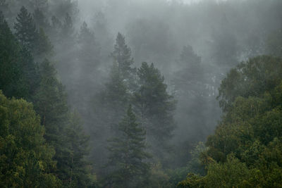 Trees in forest