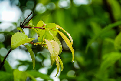 Close-up of green leaf on plant