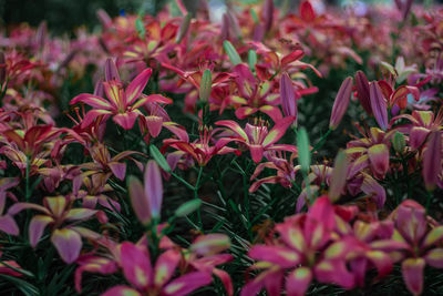 Close-up of pink flowering plants in park