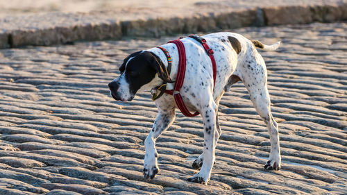 Dog standing on beach