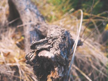 Close-up of dead tree trunk on field