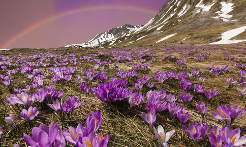 Close-up of purple flowers