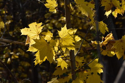 Close-up of yellow maple leaves on plant during autumn