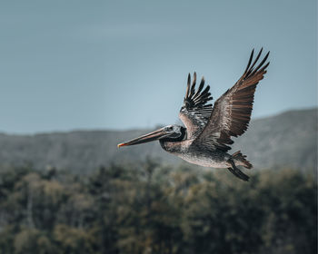 Bird flying against sky