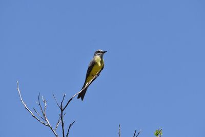 Low angle view of bird perching on tree against clear blue sky