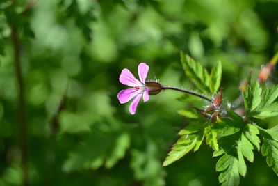 Close-up of pink flowering plant