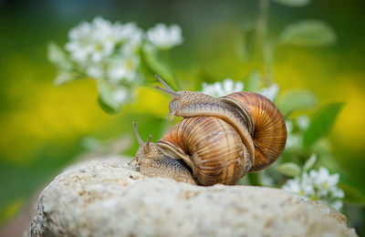 Close-up of snails mating on rock