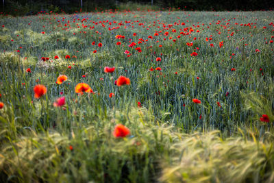 Beautiful red poppies at sunset. field with blooming poppies. green stems and red flowers.