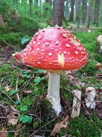 Close-up of fly agaric mushroom on field