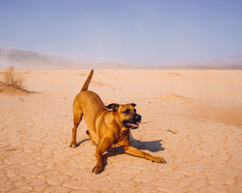 Dog running in desert