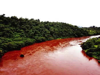 Scenic view of trees against clear sky