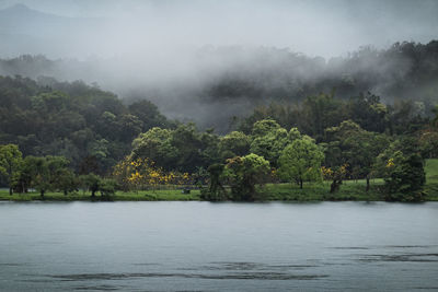 Scenic view of lake in forest