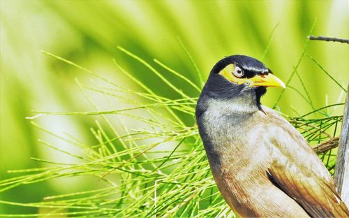 Close-up of a bird