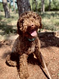 Portrait of a dog on field