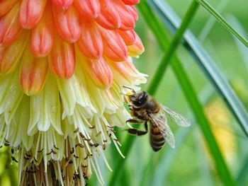 Close-up of bee pollinating on flower