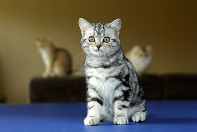 Portrait of cat sitting on floor