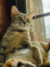 Image of a malaysian cat with unique pose.