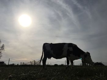 She was pregnant and was eating a lot grass 