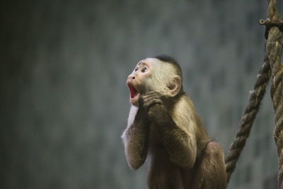 Capuchin monkey screaming while sitting by rope